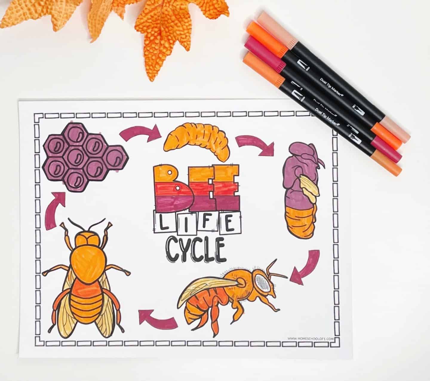 life cycle of a honey bee coloring page