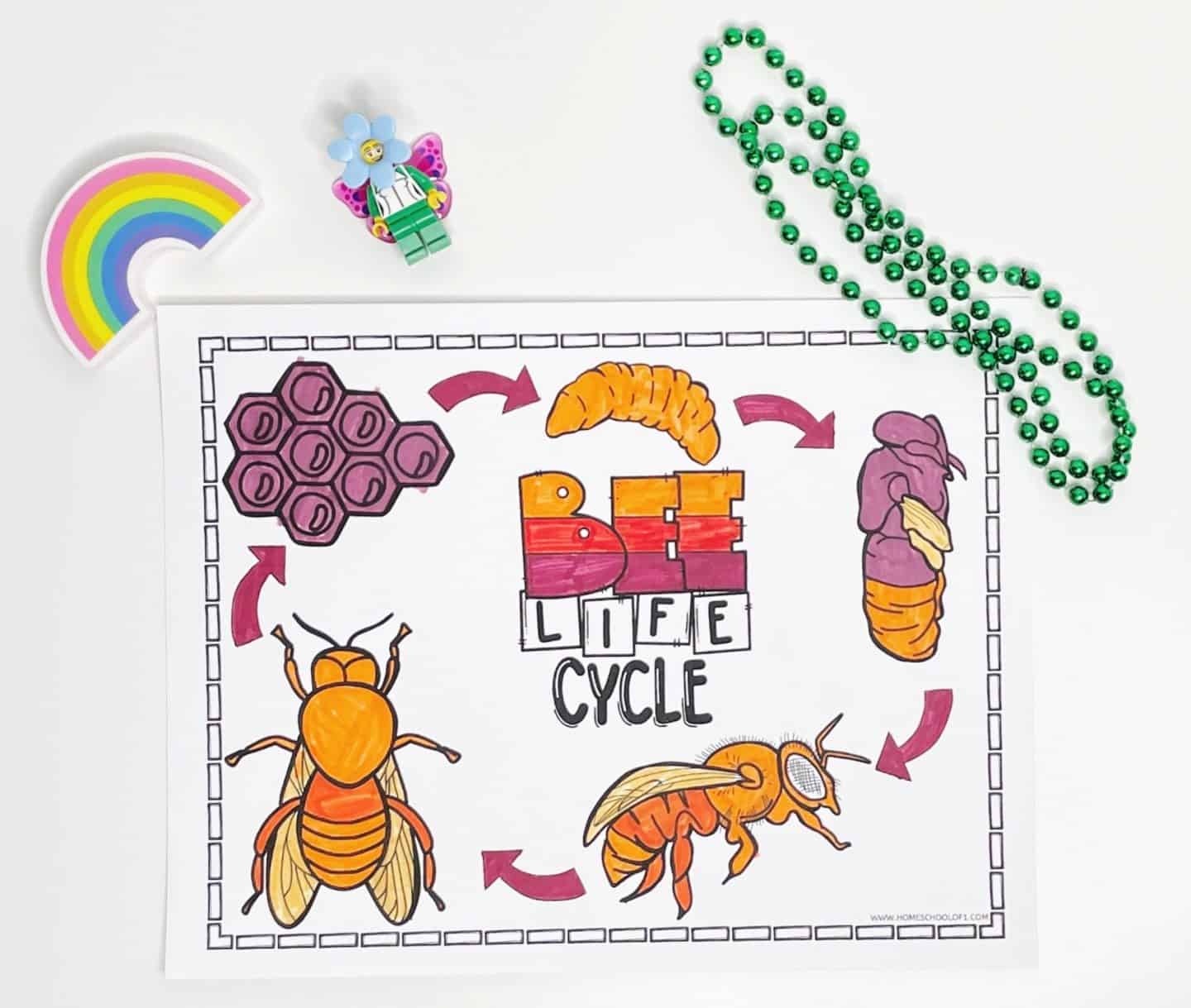 life cycle of a honey bee coloring sheet