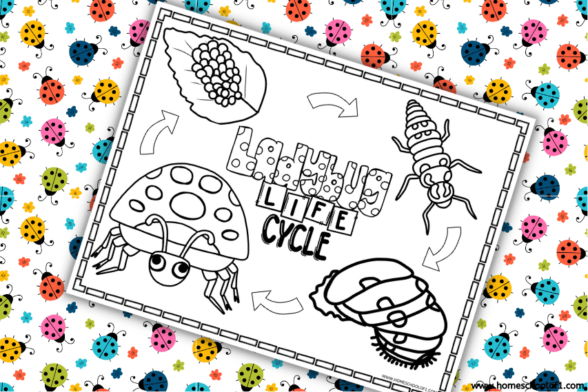 Uncolored ladybug life cycle coloring page with cartoon stages of development, placed on a colorful ladybug-patterned background.