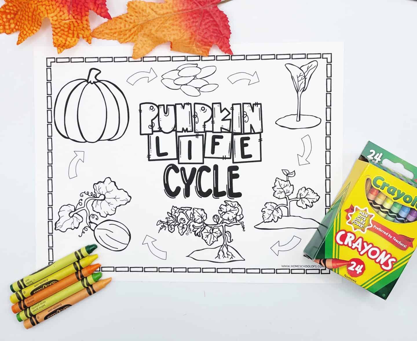 life cycle of a pumpkin coloring sheet