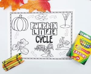 The Life Cycle of a Pumpkin Coloring Page