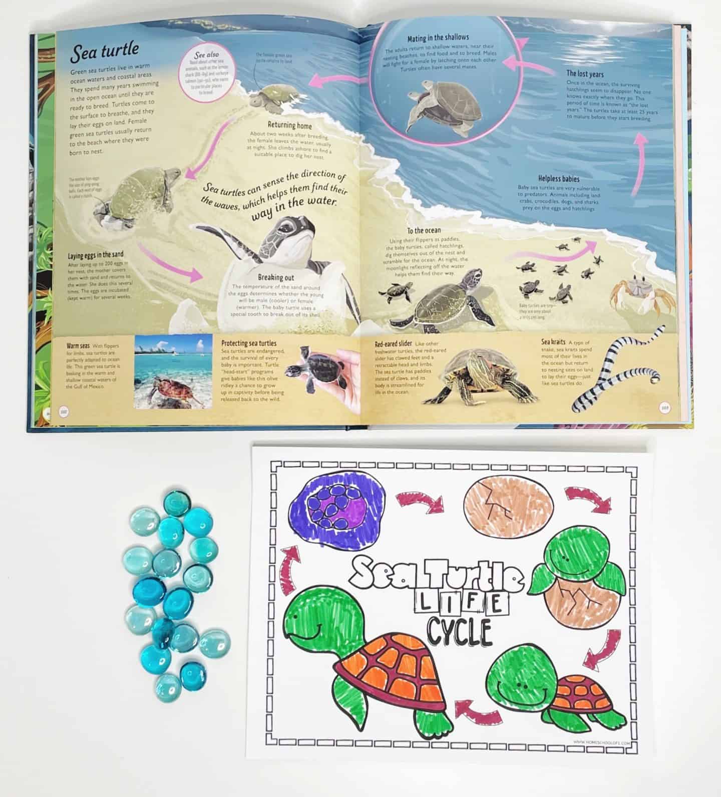 Open book showing the sea turtle life cycle alongside a colored worksheet labeled “Sea Turtle Life Cycle,” with stages from egg to adult turtle.