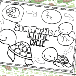 life cycle of a turtle coloring page