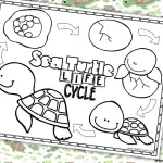 life cycle of a turtle coloring page