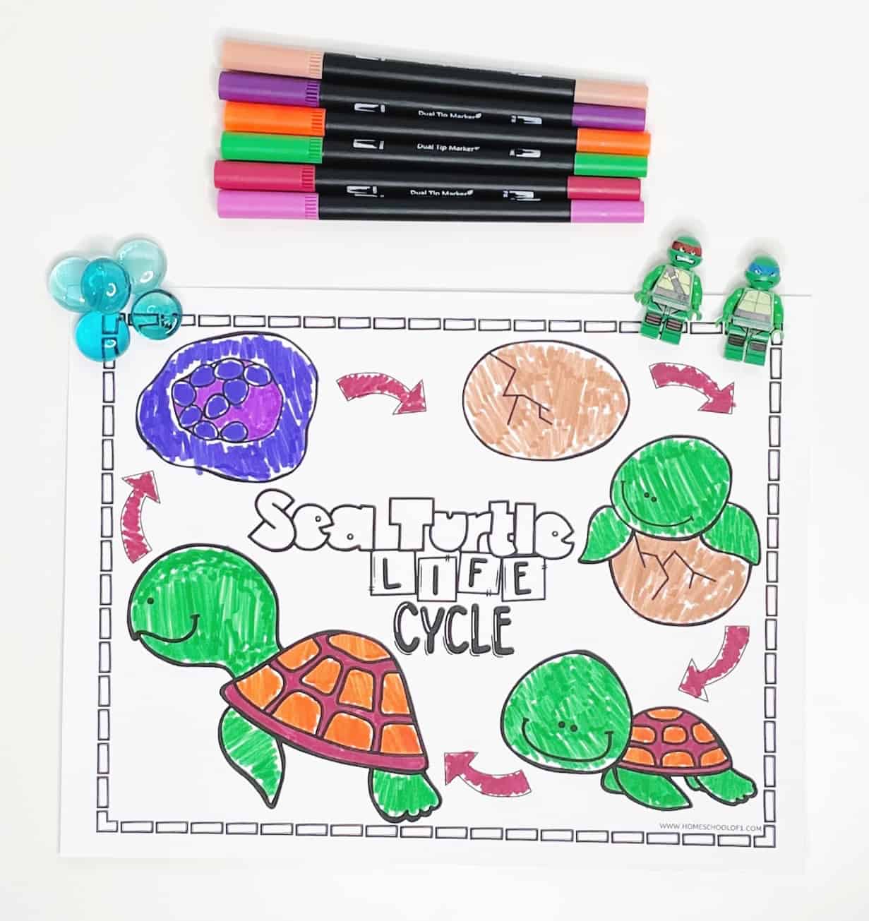 life cycle of a turtle coloring sheet