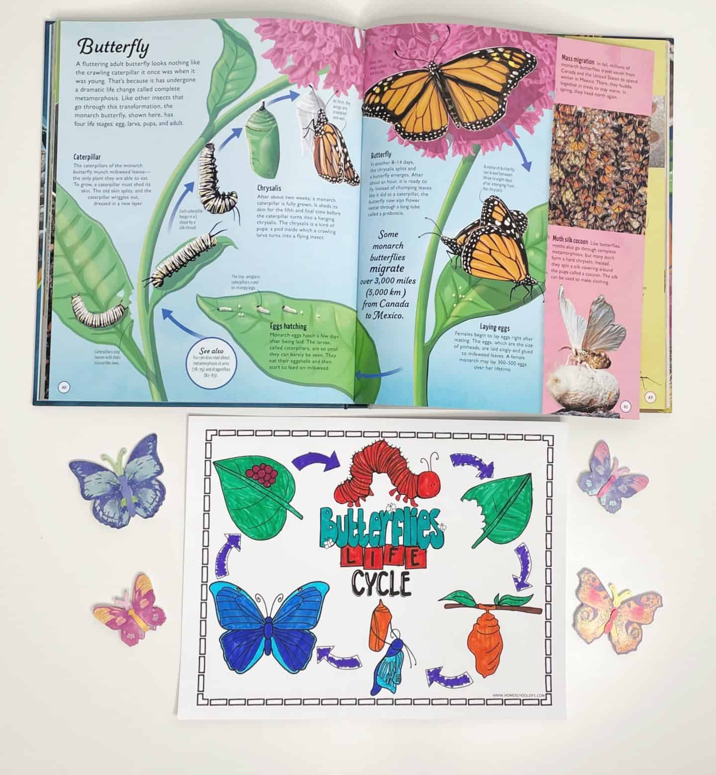 Open butterfly life cycle book paired with a completed coloring page showing the same stages, surrounded by colorful paper butterflies.