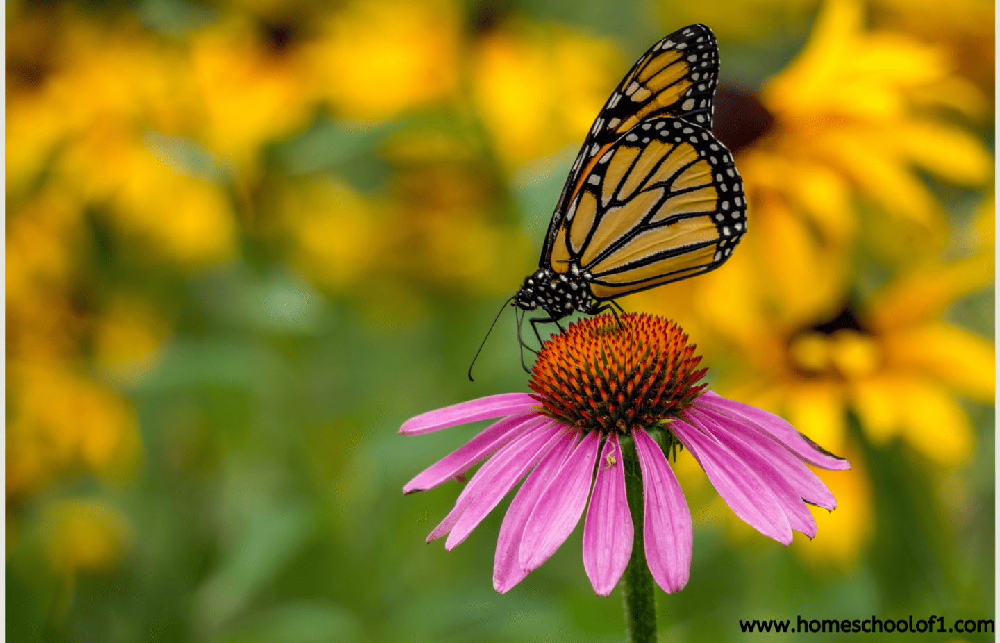monarch butterfly in the garden