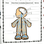 Free nervous system labeling worksheet for kids with printable human body diagram and anatomy activity PDF