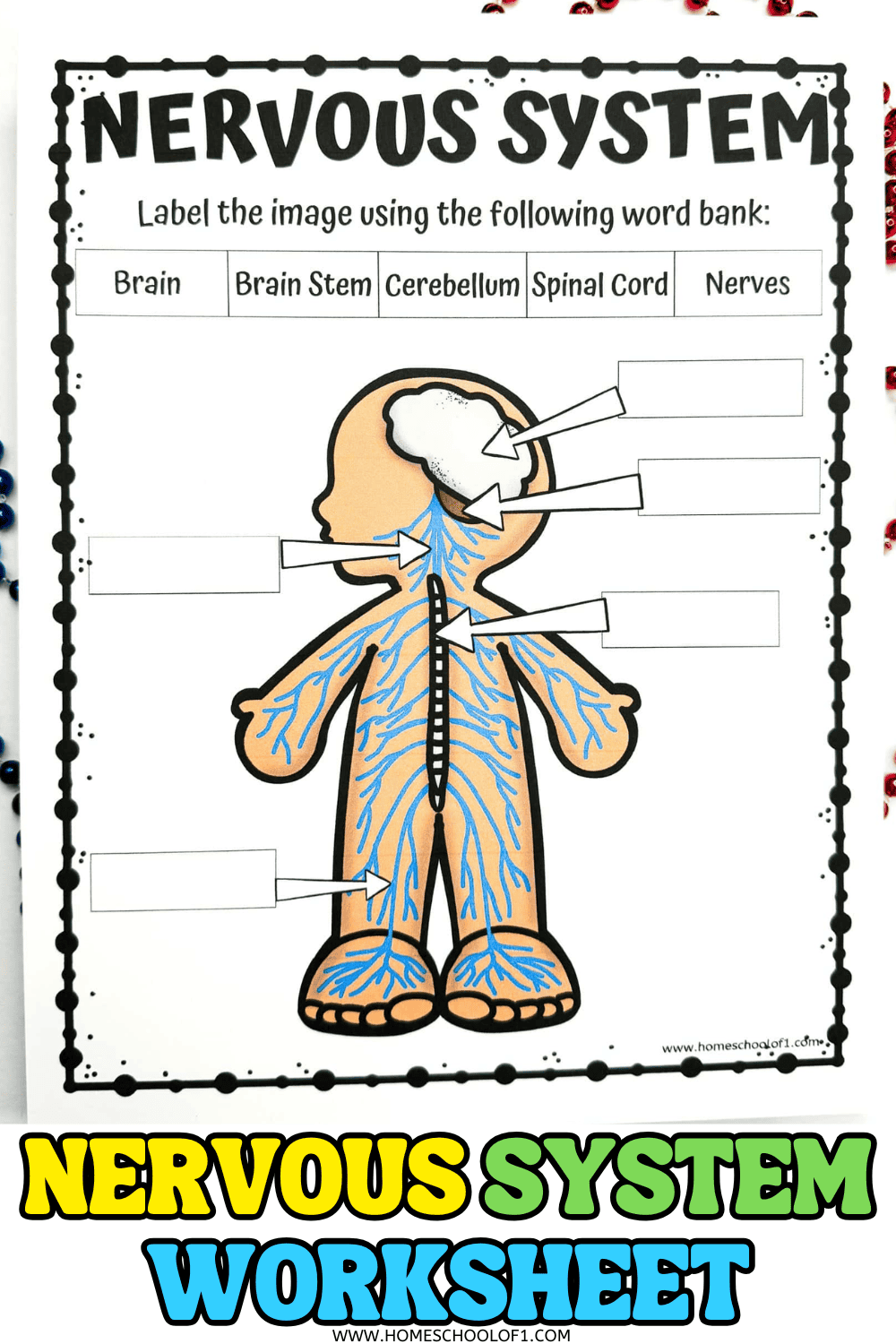 Free nervous system labeling worksheet for kids with printable human body diagram and anatomy activity PDF