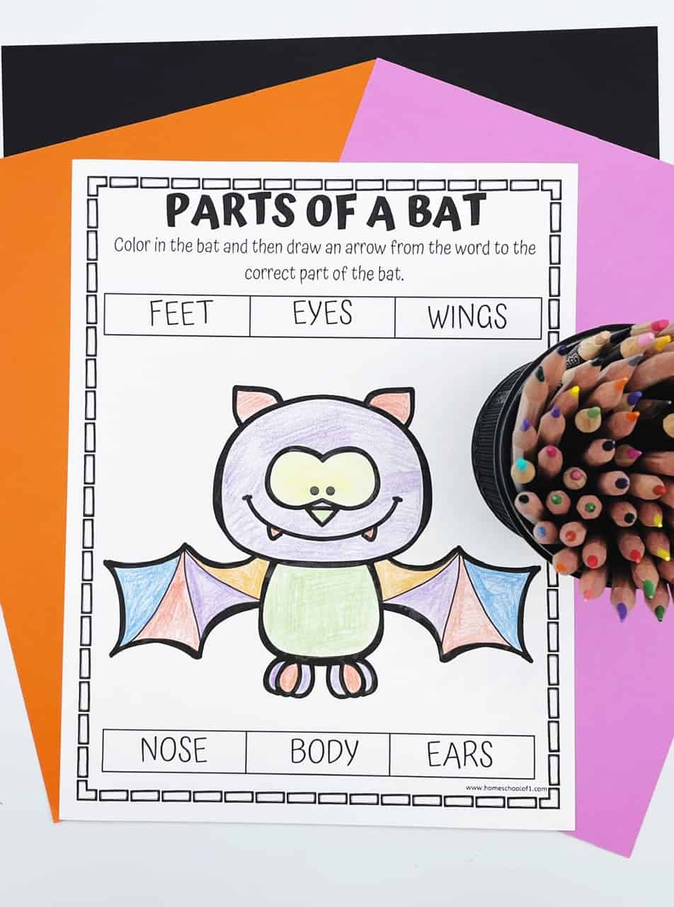 parts of a bat coloring page
