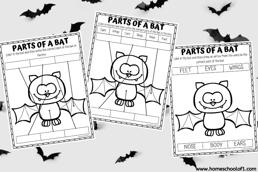 parts of a bat worksheets