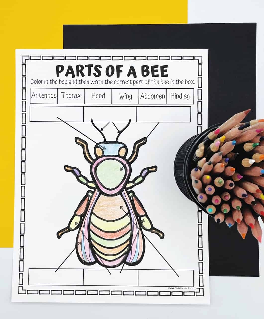 parts of a bee coloring page with coloring pencils