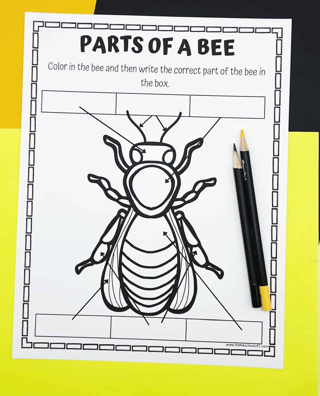 parts of a bee printable
