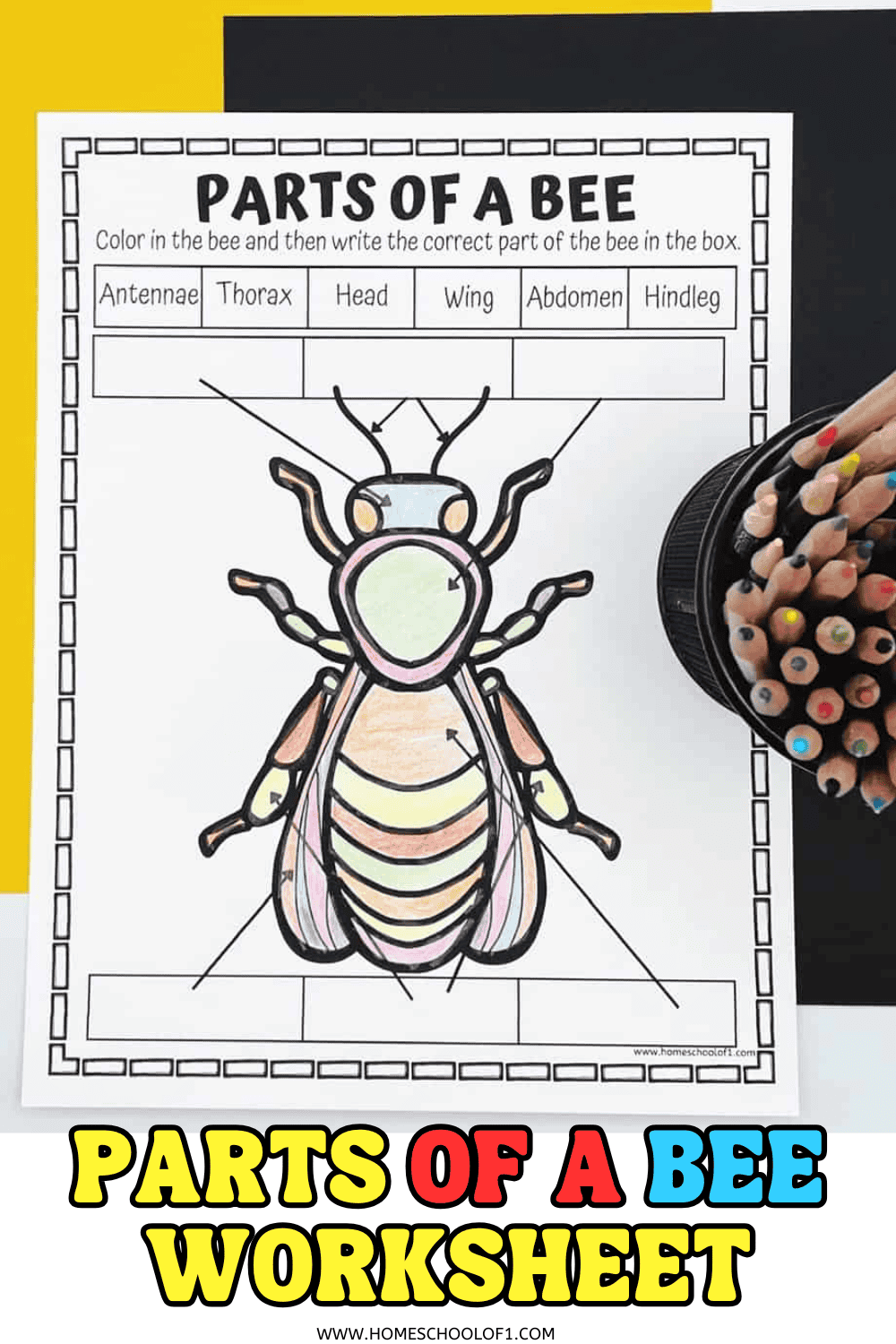 A printable worksheet titled "Parts of a Bee" features a large, colorful bee illustration with arrows pointing to its body parts. Boxes above the bee list the parts to be labeled: Antennae, Thorax, Head, Wing, Abdomen, and Hindleg. The instruction reads, "Color in the bee and then write the correct part of the bee in the box."