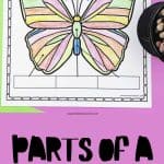 parts of a butterfly worksheets