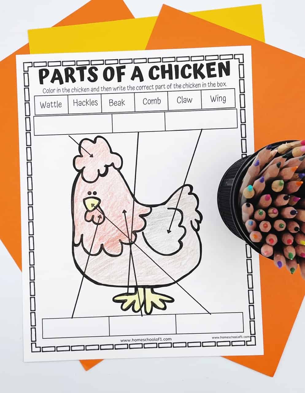 parts of a chicken coloring pages
