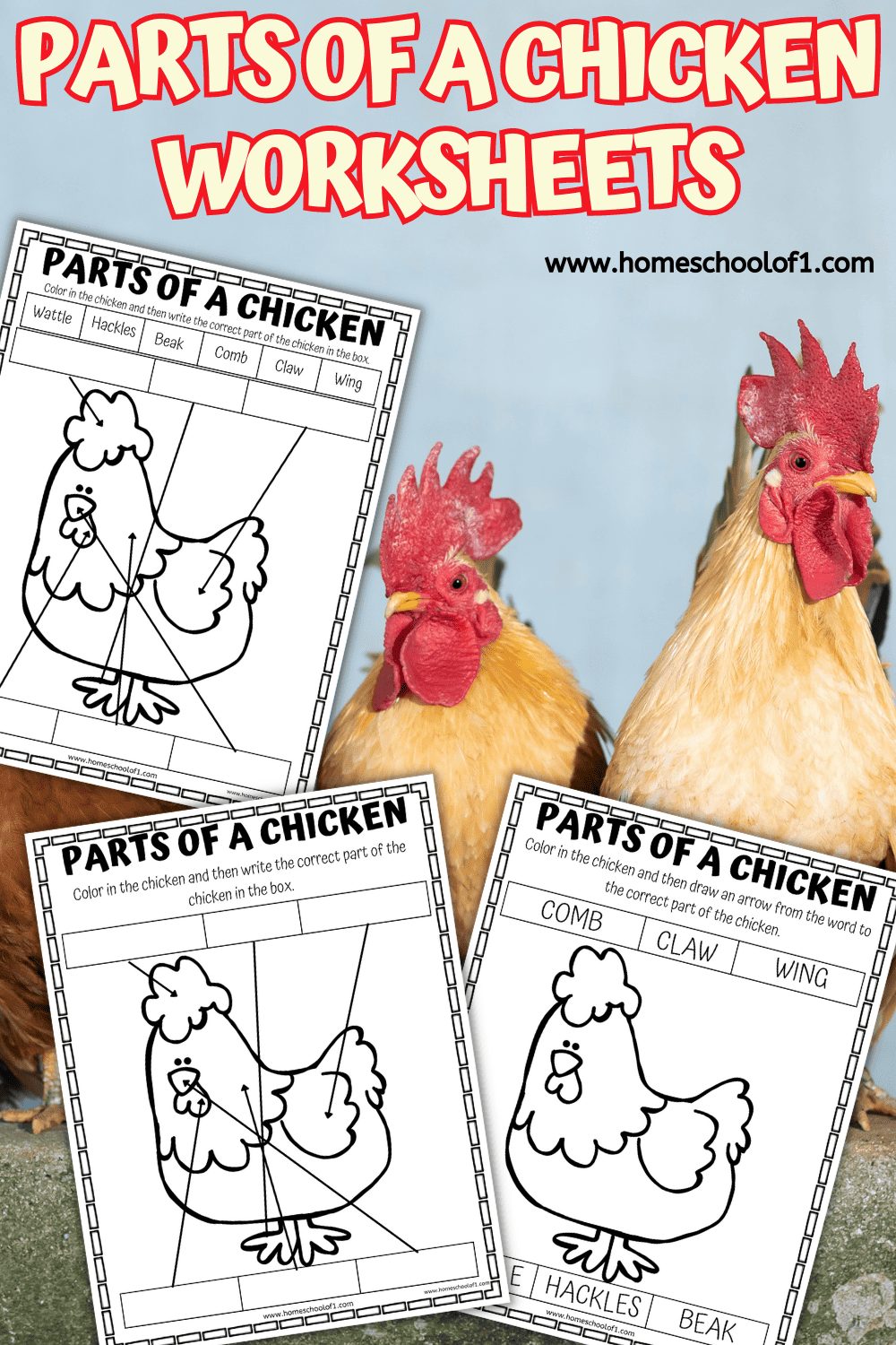parts of a chicken worksheets