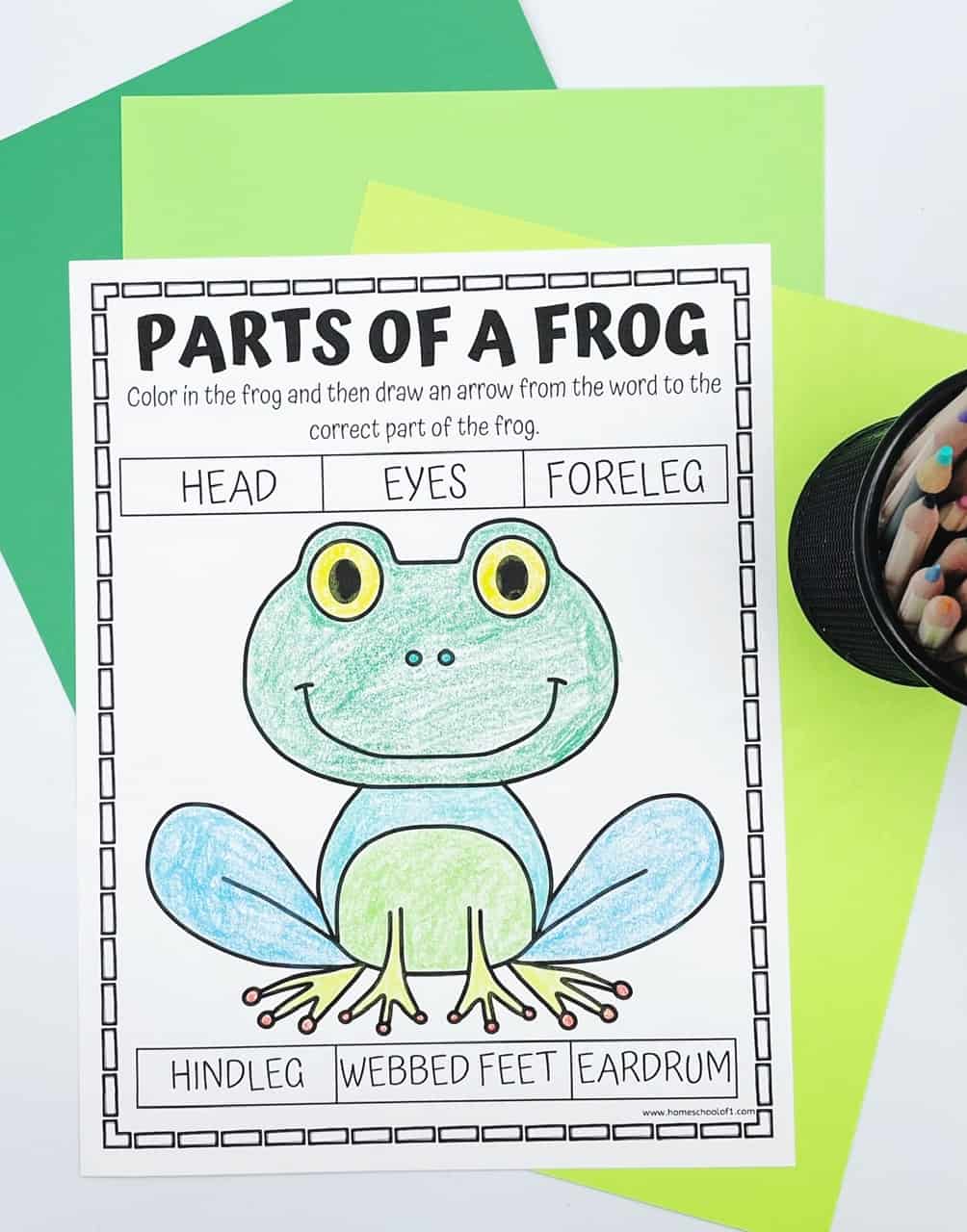 parts of a frog coloring page