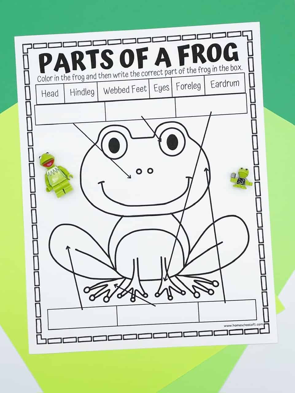 parts of a frog labeling worksheet