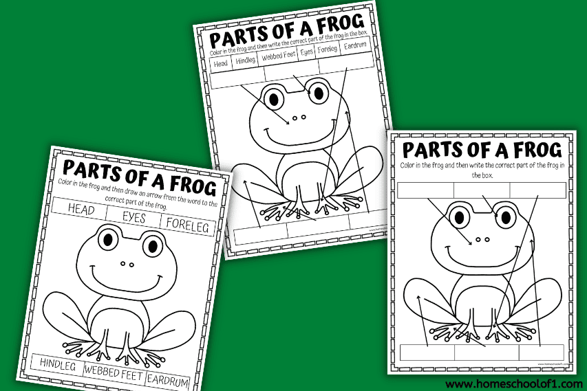 parts of a frog worksheet