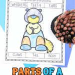 A colored parts of a groundhog worksheet showing a simple cartoon groundhog with labeled boxes for whiskers, teeth, ears, claws, tail, and body, with colored pencils beside the page.