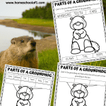 parts of a groundhog worksheet