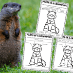 Photo of a real groundhog in grass next to three printable parts-of-a-groundhog worksheets showing labeling and coloring pages.