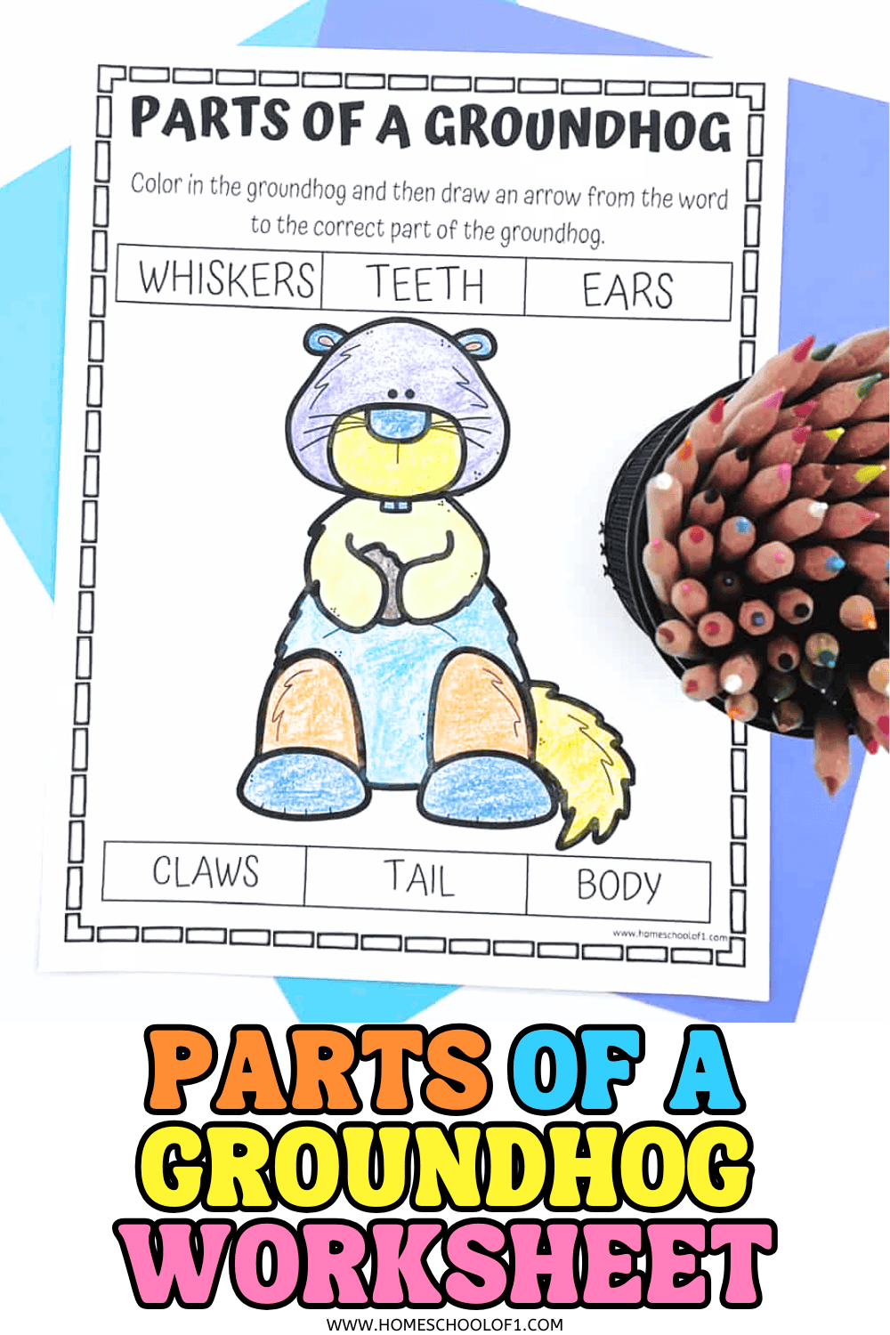 A colored parts of a groundhog worksheet showing a simple cartoon groundhog with labeled boxes for whiskers, teeth, ears, claws, tail, and body, with colored pencils beside the page.