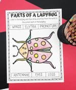 Free Parts of a Ladybug Worksheet For Kids