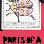 parts of a ladybug worksheets