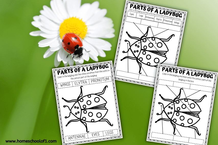 parts of a ladybug worksheets