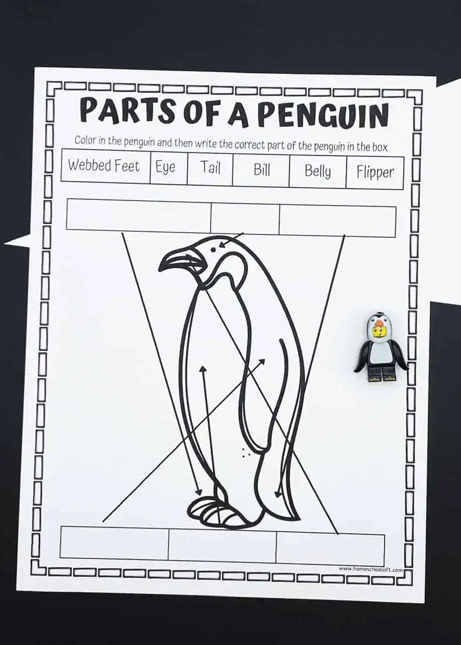parts of a penguin labeling