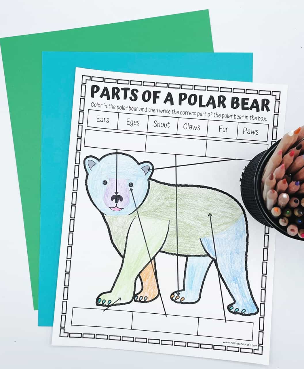 parts of a polar bear coloring page