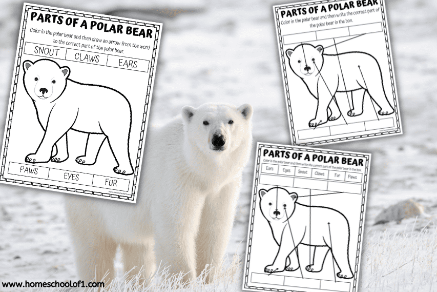 parts of a polar bear worksheet