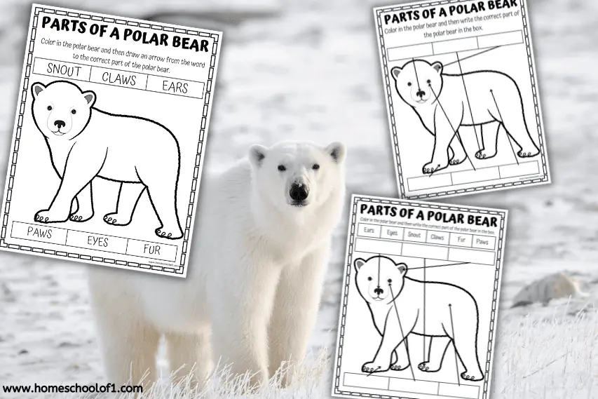 Free Parts of a Polar Bear Worksheet