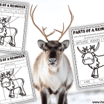 parts of a reindeer worksheet