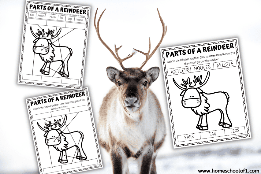 parts of a reindeer worksheet