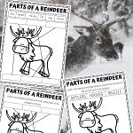 parts of a reindeer worksheets