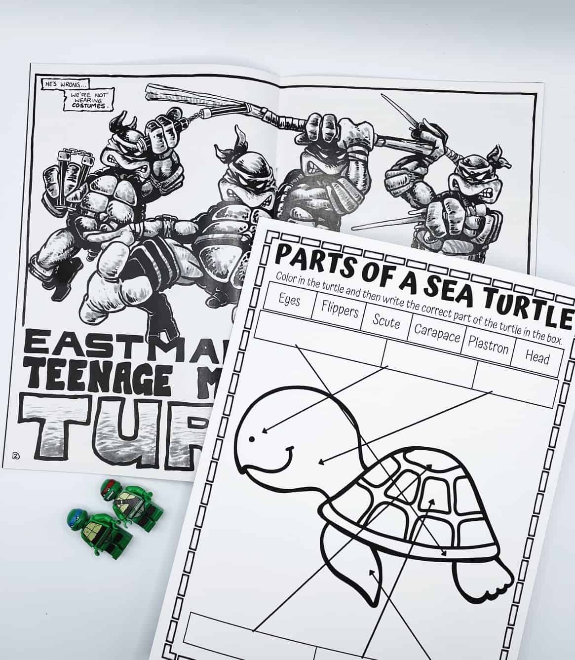 parts of a sea turtle
