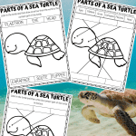 parts of a turtle worksheets