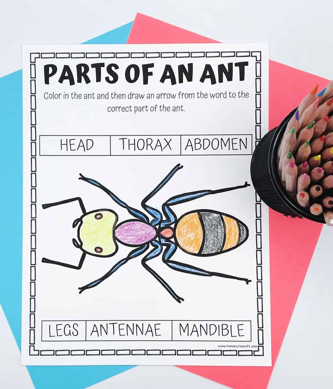 A children’s educational worksheet titled “Parts of an Ant,” featuring a large, hand-colored cartoon ant segmented into head, thorax, and abdomen. The worksheet includes labeled boxes—Head, Thorax, Abdomen, Legs, Antennae, and Mandible—where students are instructed to draw arrows to match each label with the correct part of the ant’s body. The ant is colored with yellow, purple, orange, black, and blue, and the sheet is placed on top of bright blue and pink papers beside a container of colored pencils.