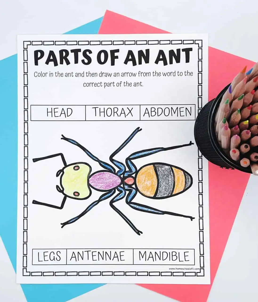 parts of an ant coloring page