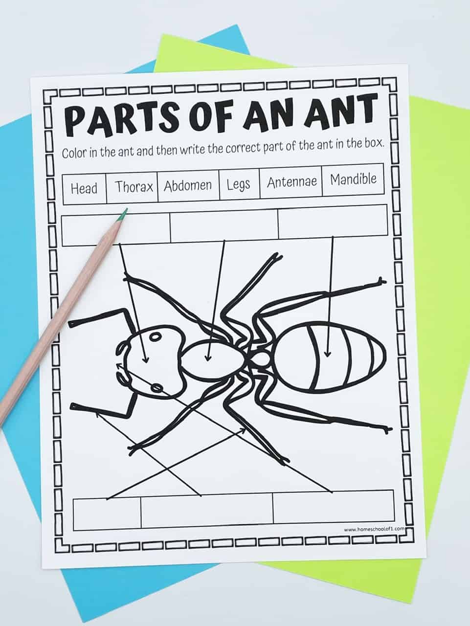 A printable worksheet for kids titled “Parts of an Ant,” featuring a large black-and-white outline of an ant with arrows pointing to six different body parts. Instructions at the top say, “Color in the ant and then write the correct part of the ant in the box.” Above the ant are labeled options—Head, Thorax, Abdomen, Legs, Antennae, and Mandible—for students to match to the blank boxes located above and below the image. A colored pencil rests on the page, which sits atop layered blue, green, and white papers.