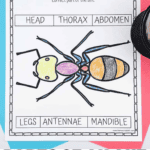 A printable worksheet titled “Parts of an Ant” features a large, colorable ant illustration divided into three main body segments: head (yellow), thorax (purple), and abdomen (orange with black stripes). Kids are instructed to color the ant and draw arrows from labels to the correct parts. The labels include: Head, Thorax, Abdomen, Legs, Antennae, and Mandible. Bold colorful text at the bottom reads, “Parts of an Ant Worksheet” with the website homeschoolof1.com.