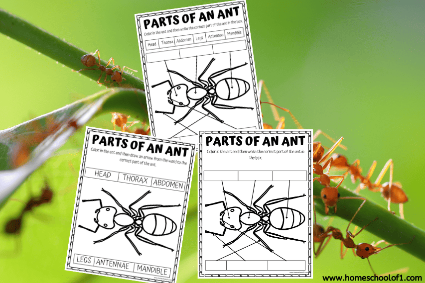 Three variations of a “Parts of an Ant” worksheet are displayed over a background photo of red ants walking on green plant stems. Each worksheet includes a large ant illustration with arrows pointing to different body parts and spaces for labeling. Two versions show labeled word banks at the top or bottom, while one is fully blank for student input.