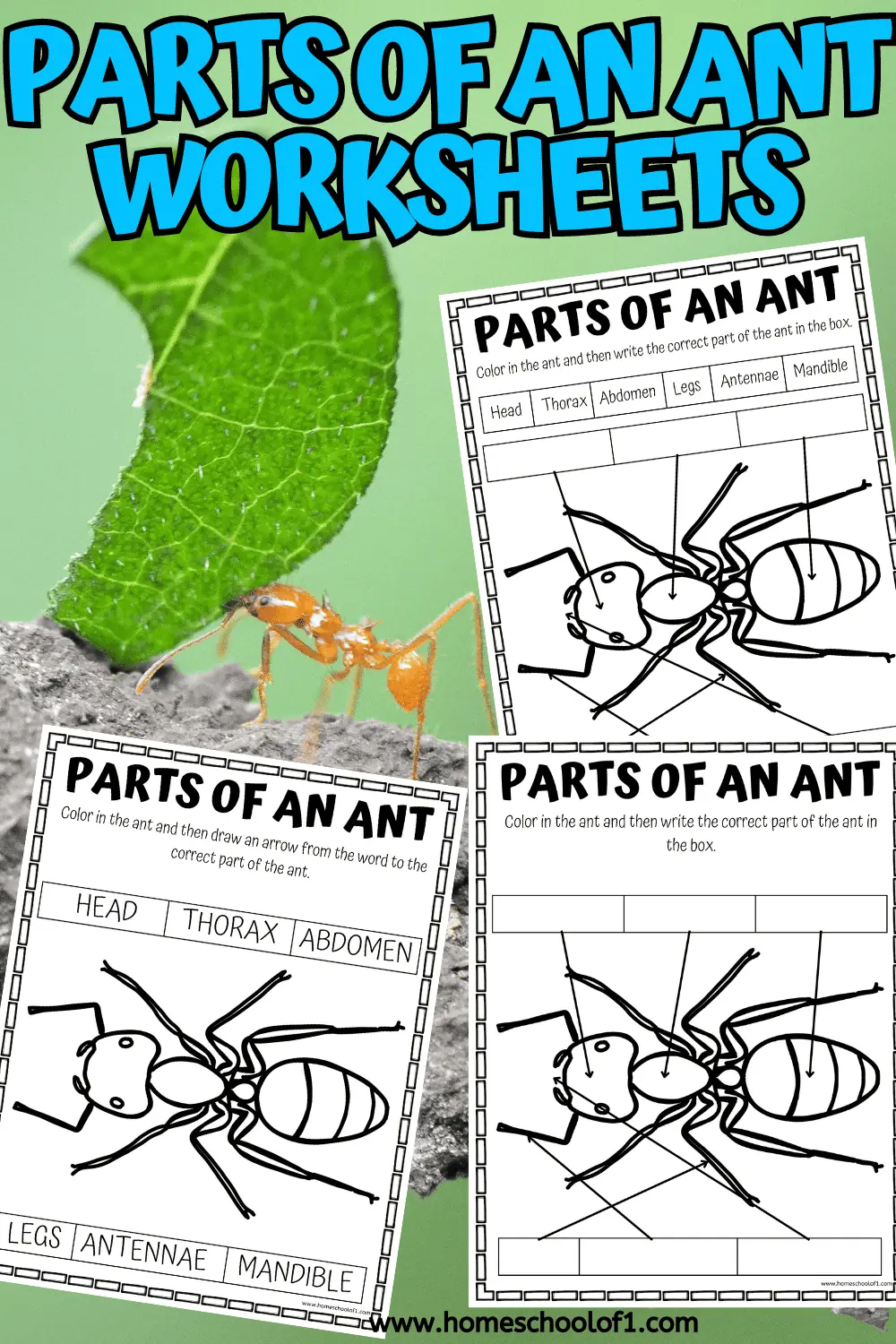 parts of an ant worksheets