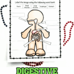 Free digestive system labeling worksheet for kids featuring a cartoon body diagram with blank boxes to label organs like mouth, esophagus, stomach, small intestine, and large intestine.