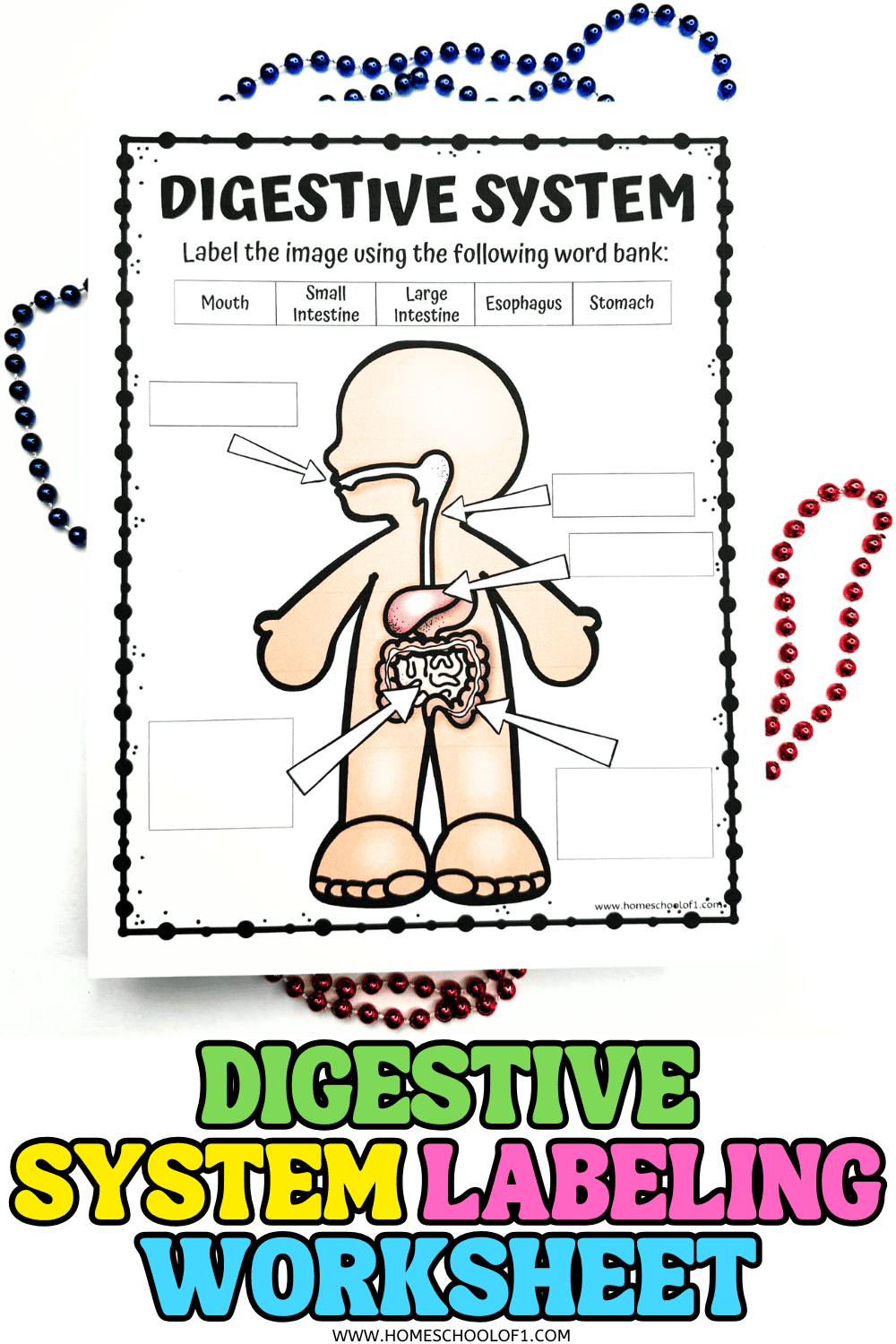 Free digestive system labeling worksheet for kids featuring a cartoon body diagram with blank boxes to label organs like mouth, esophagus, stomach, small intestine, and large intestine.