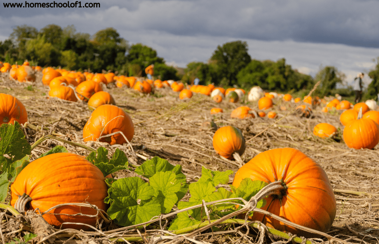 pumpkin field