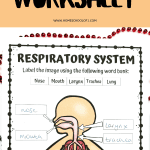 A worksheet with the title 'Respiratory System Worksheet' from homeschoolof1.com, featuring a blank diagram of the respiratory system alongside a word bank for labeling.
